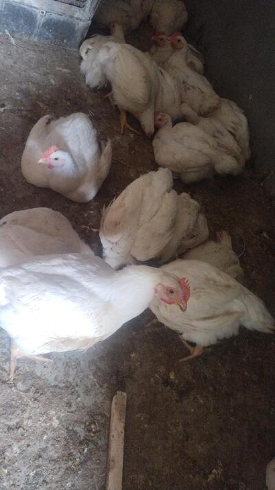 labbaik chiken center