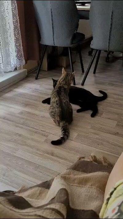 Gosia Restaurant 5