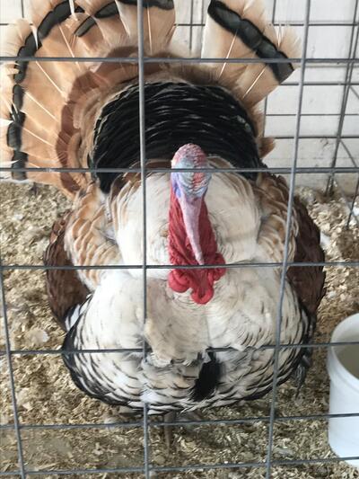 Ristorante "da Vendraminetto"