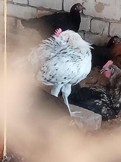 Yadav desi murgi farm