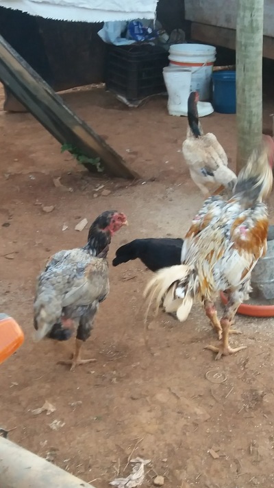 Churrascaria Casa Grande foto