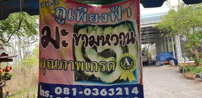 ภูเพียงฟ้า มะขามหวาน