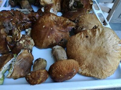 Bar Caffe'Di Lengua Gennaro