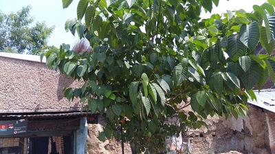 Kushwaha Sweet House & Caterers