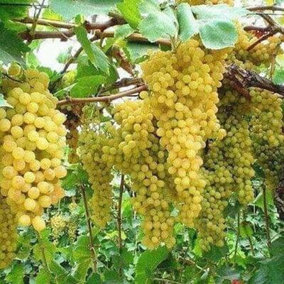 مطعم الارض الطيبه للاكلات الشعبيه والاسماك الطازجه