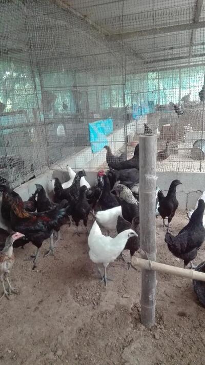 ไก่ดำพิษณุโลก