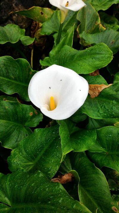 Restaurante da Leila