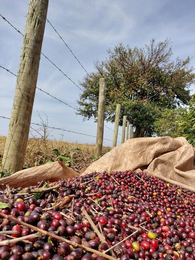 Sitio da Amizade - Cafés Especiais