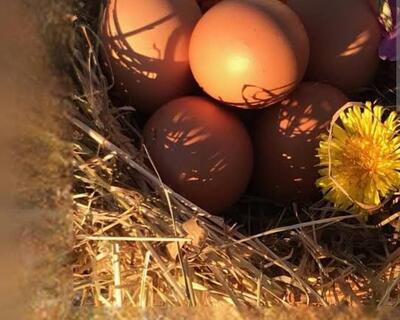 L'exploitation de la poule a l'oeuf