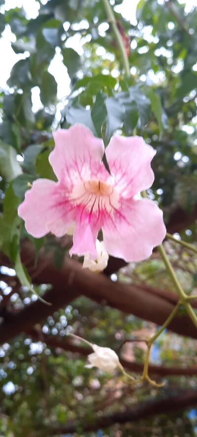 Casa dos Grandes Café e Arte