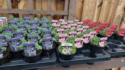 Hillmount Garden Centre
