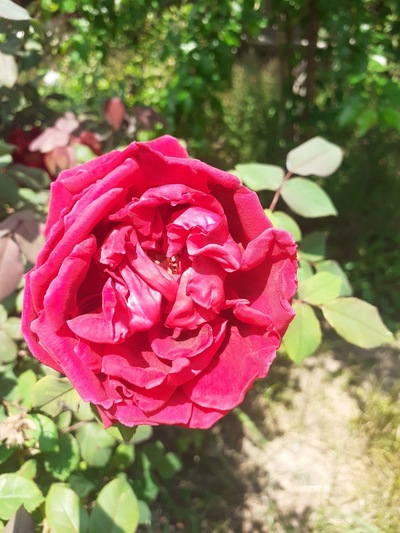 عسل فروشی صنوبر