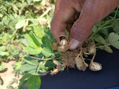 Valani Pravinbhai Goradhanbhai