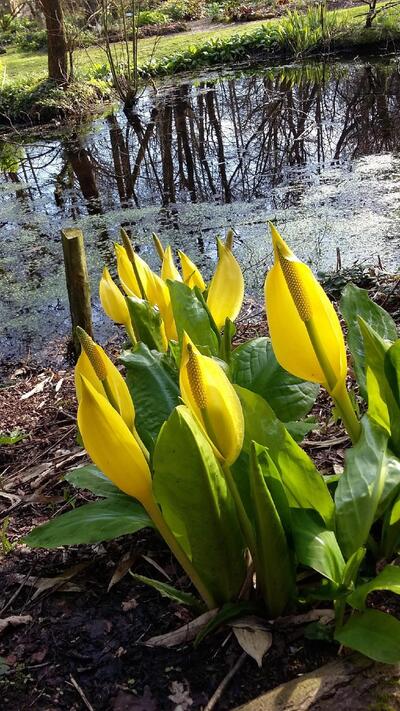 Stonyford Cottage Gardens, Tea Room & Plant Nursery