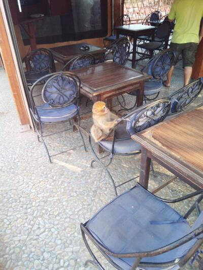 Cafe Restaurant narjou