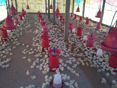 PURNA CHICKEN CENTER