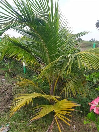 KG properties namazhvar pannai nilam