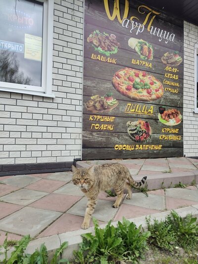 Шаурпицца