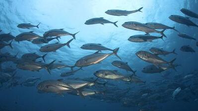Nation Sea Food PVT Ltd
