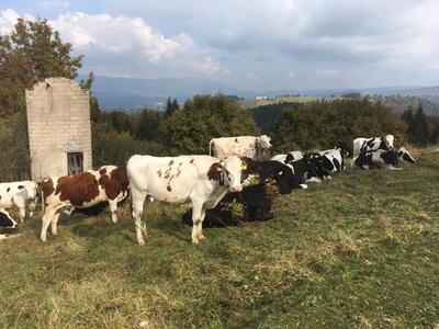 Agriturismo Malga Roccolo