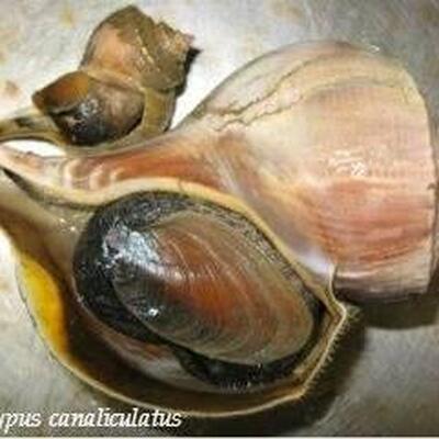 Peconic Bay Purveyors