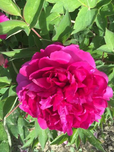 Azienda Agricola Il Feudo