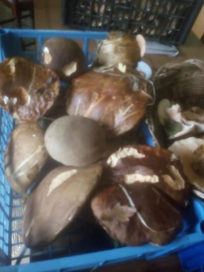 Bar Trattoria Harry'S