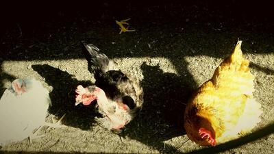 Agriturismo La Cascina del Piero