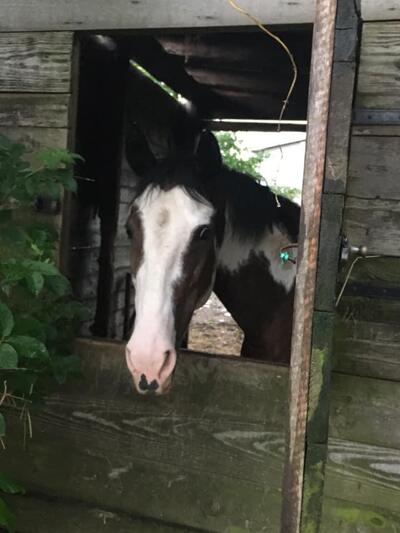 Agriturismo Da Porta foto