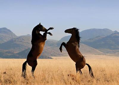 Caballo Loco