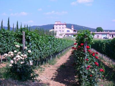 Tenuta Corini