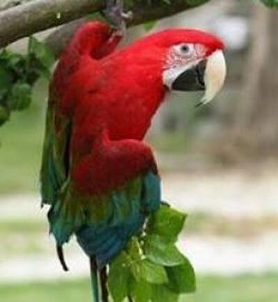 Al Pappagallo Cantagallo