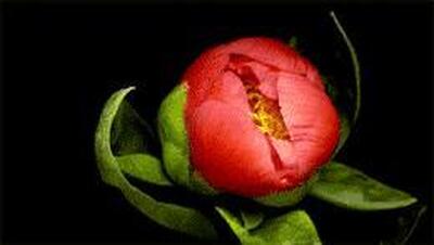 Ristorante Yi sushi Cermenate