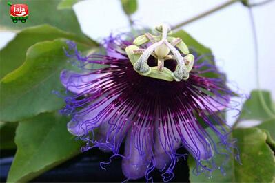 Livlong - Alimentos Saudáveis On-demand