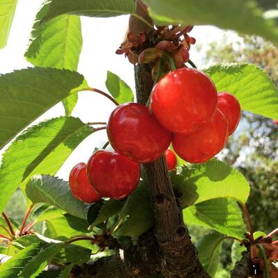Agriturismo Pozzuolo