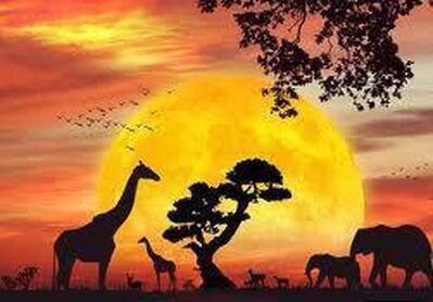 Caffe bar "Safari"