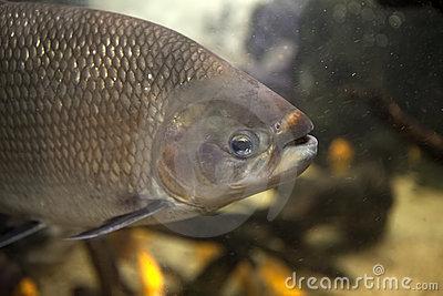 Peixe vivo do Riba foto