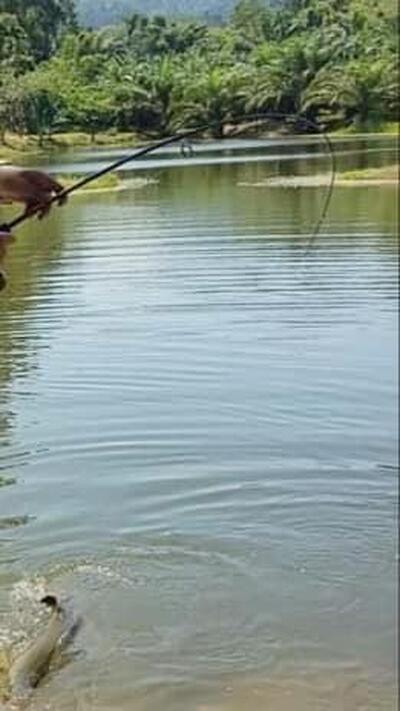 KK Monster fish