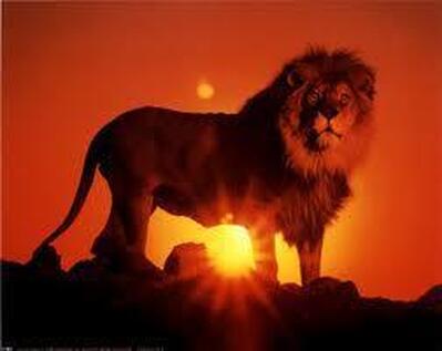 House Springs Lions Holdem