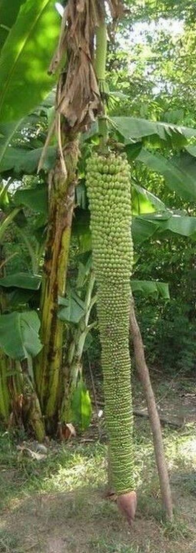 Casa Bella Lanchonete