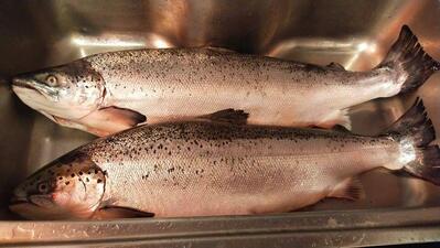 ร้านอาหารญี่ปุ่นเคียวไดซูชิ กบินทร์บุรี Ban Muang Kao