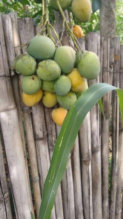 Restaurante Rancho Da Floresta