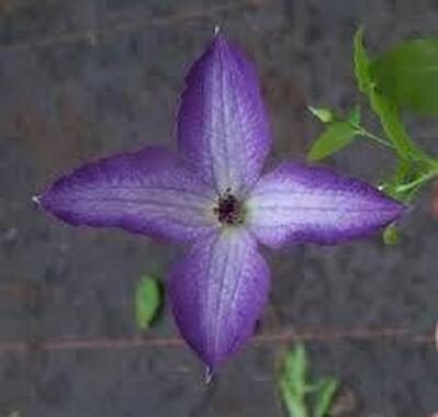 Blue Jasmine Thai