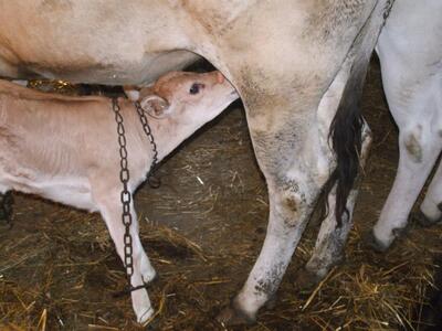 Agriturismo e B&B Cascina Calliera