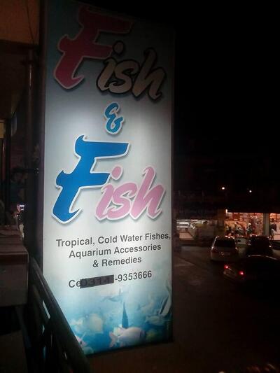Fish & Fish