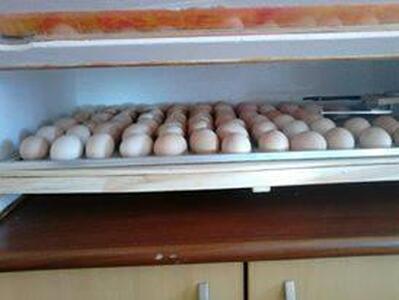 Galinha caipira foto