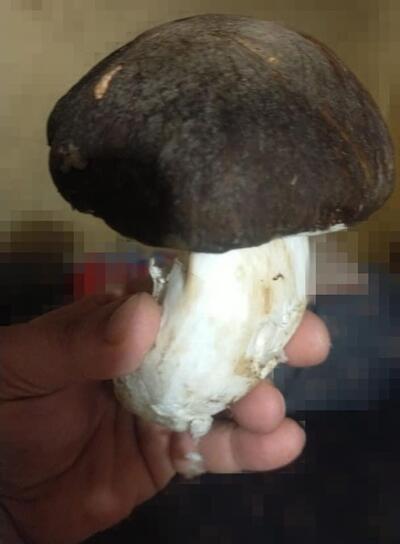 Ristorante Pizzeria da Pasquale di Angelo Vescio