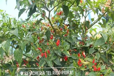 El Rico Piura - Oficial