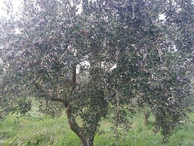 Azienda Agricola Cozzolino