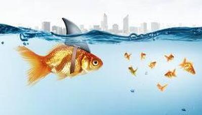 photo de SHARK-Fish games